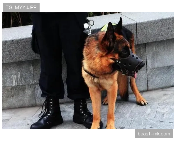 高磊家的狗吃的都比我一个月工资还贵